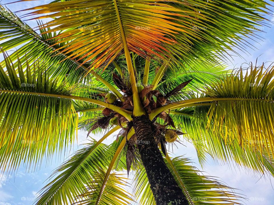 Coconut tree