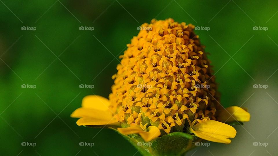 beautiful mini orange flowers