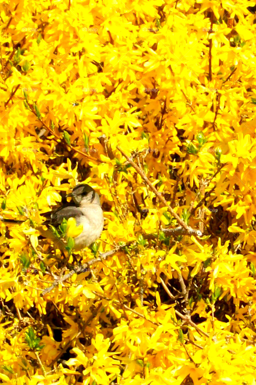 Yellow is my favorite color and it matches my disposition: cheerful and fun to be with, creative, critical of myself, and a perfectionist! Yellow is the best color to create enthusiasm for life and can awaken greater confidence and optimism! I love a challenge, particularly a mental challenge! 