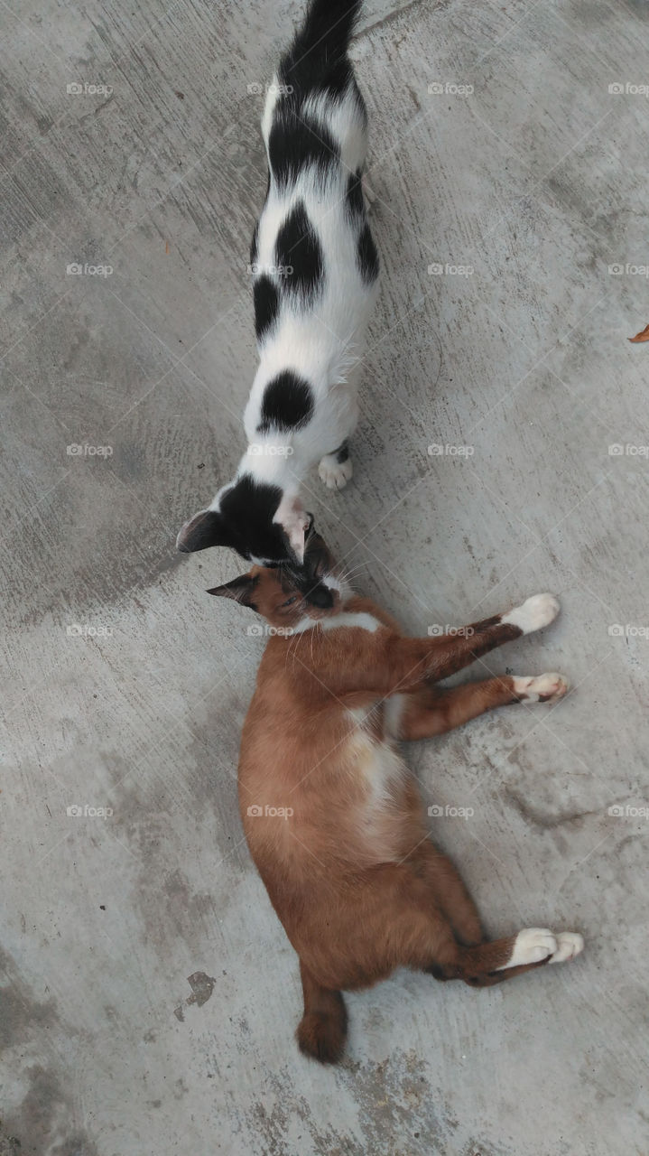 My Cat Expressing Her Love to Her Mom in front of my House at Palembang City South Sumatera