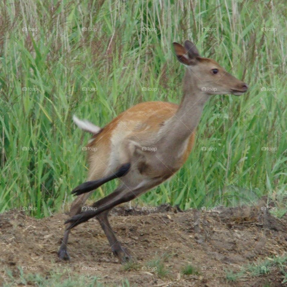 Female Sika Deer ready to jump and run away