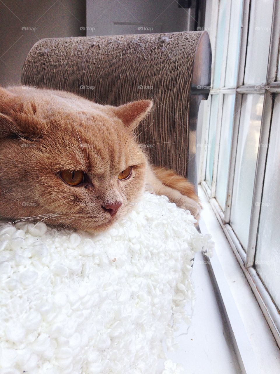 lazy cat looking out the window 