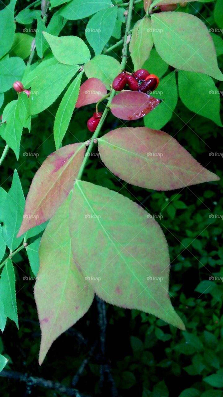 Leaf, Nature, No Person, Flora, Growth