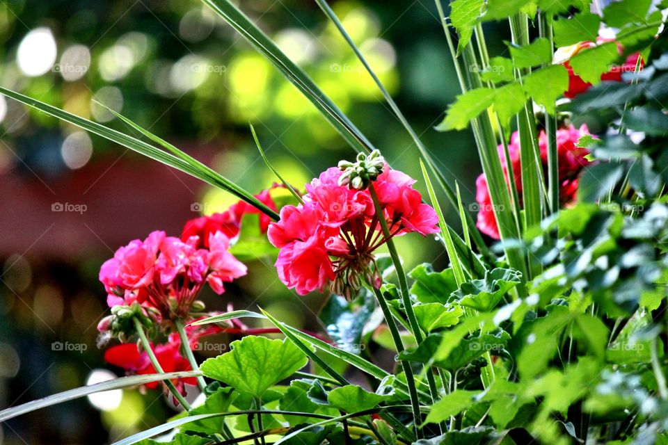 Pink Geraniums