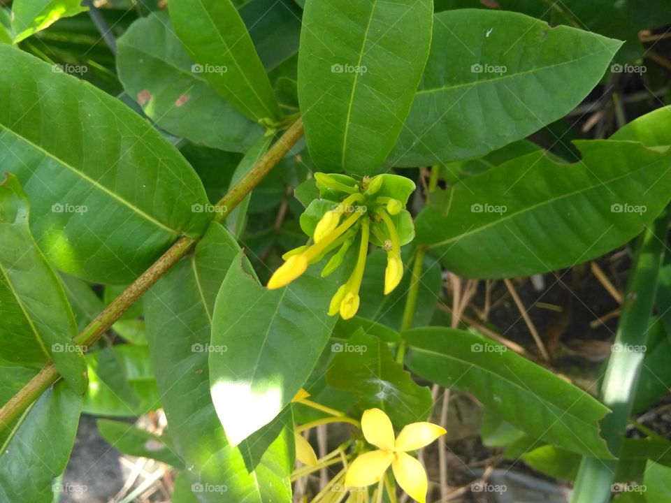 Yellow flower bud on the garden