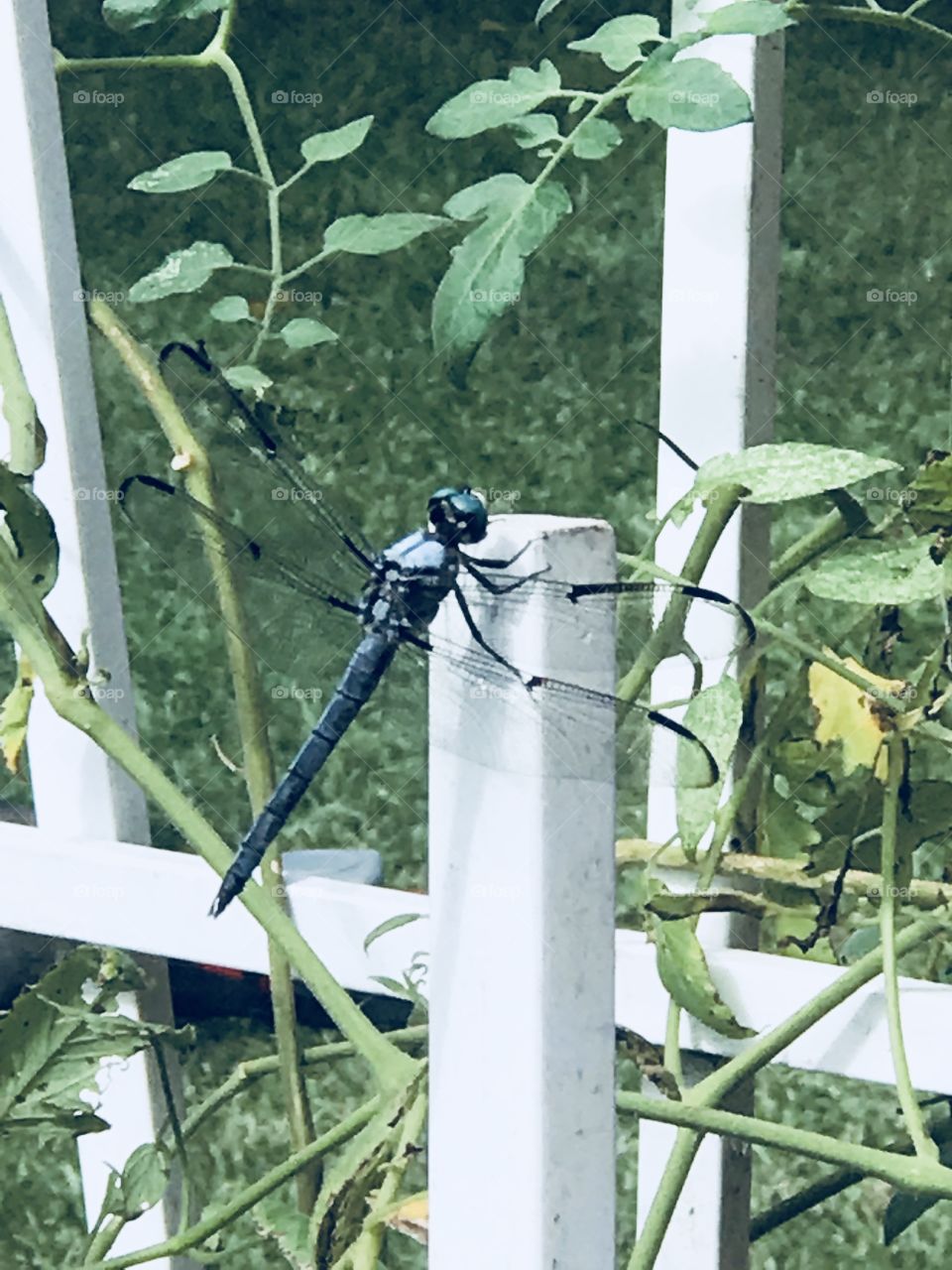 This cool dragonfly has been hanging out recently on the garden stakes in my tomato plants. 