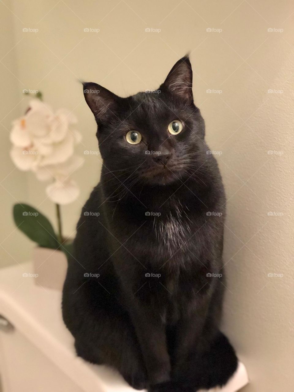 Handsome black cat trying to get attention 