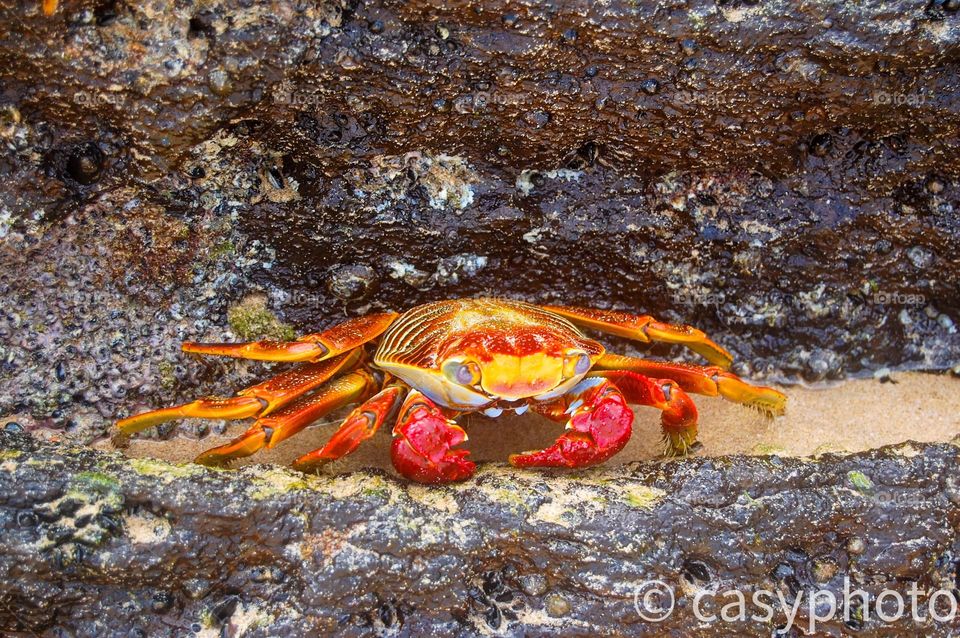 Close up crab 