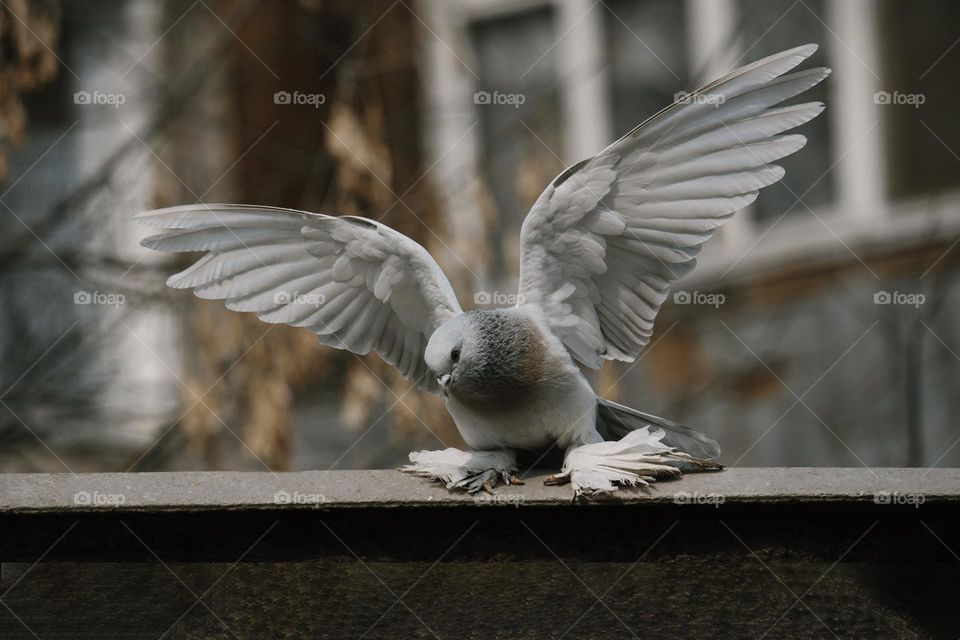 Pigeon on the roof.  bird portrait