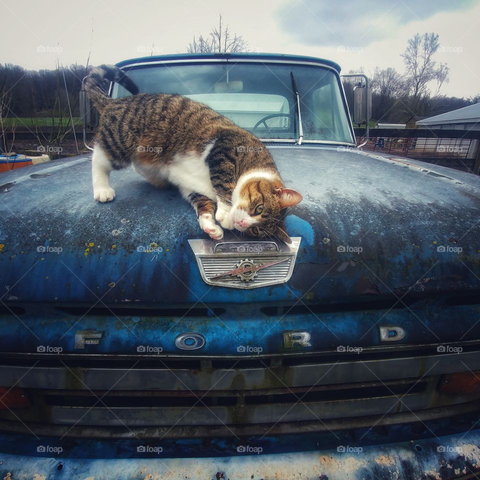 cat on hood of old ford