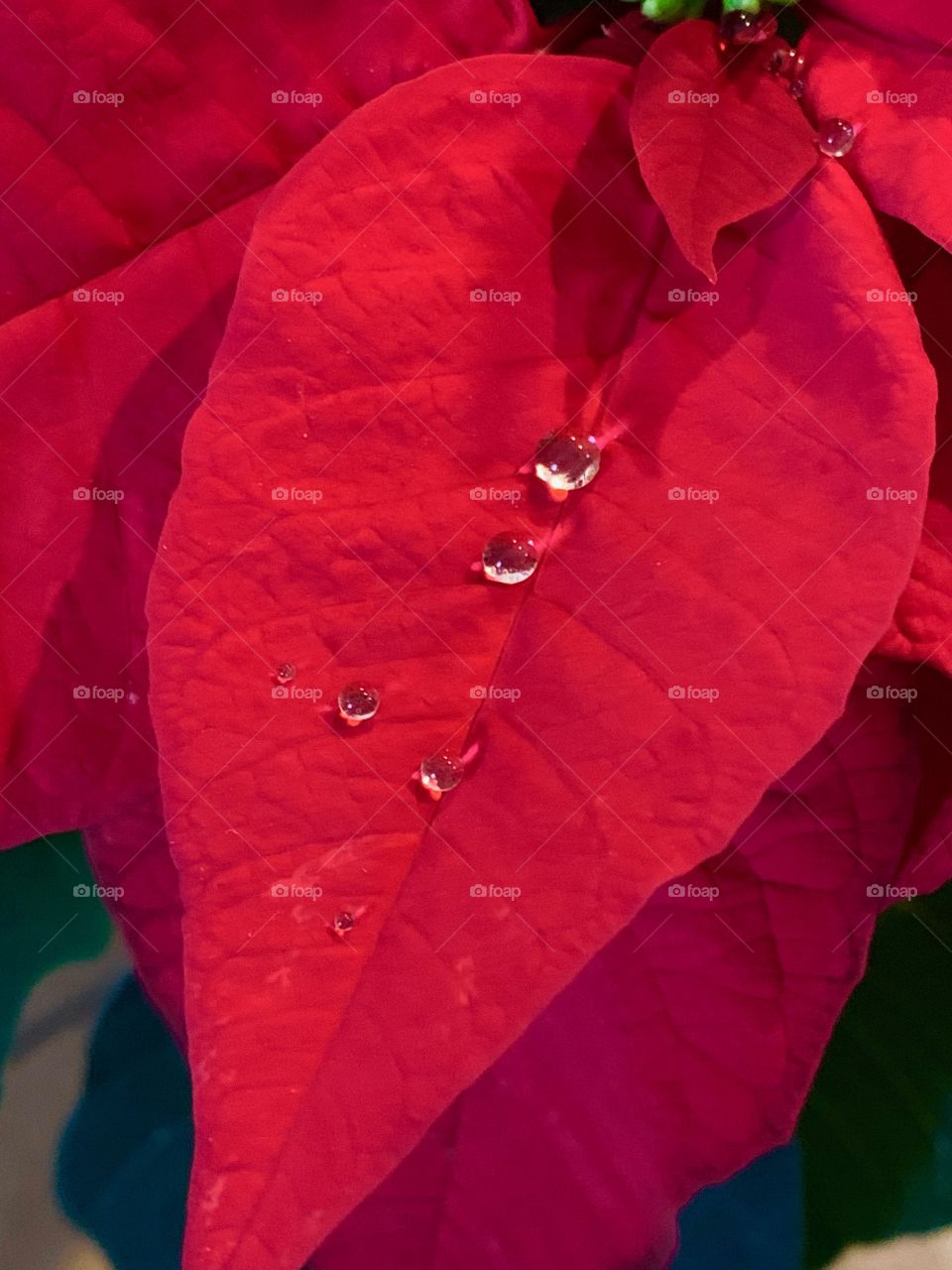 Poinsettia melted snow 