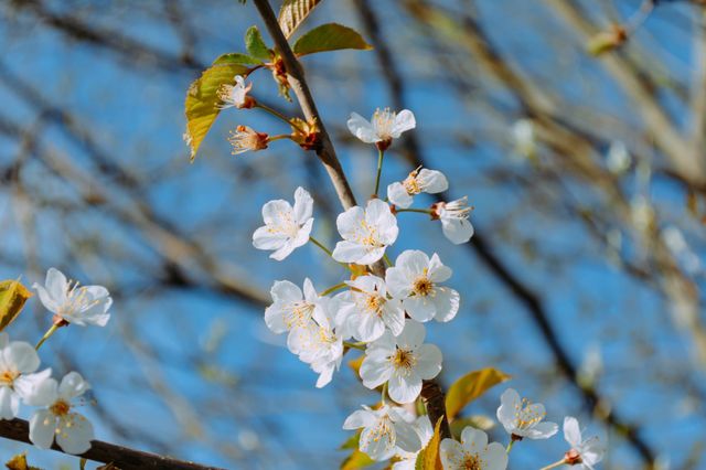 Springtime