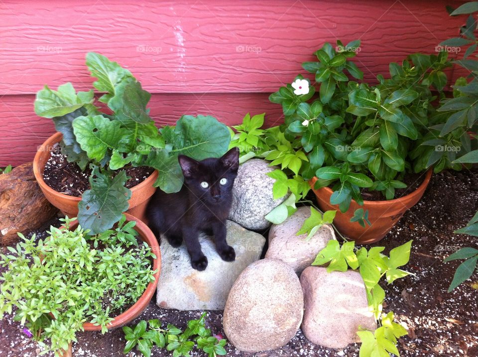 Miss Eartha Kitty in her Garden