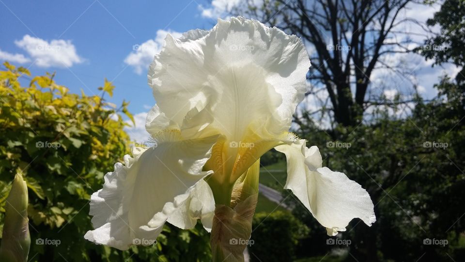Iris flower on sunshine day