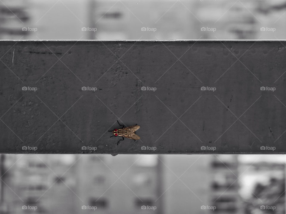 red fly eyes mosca by liondb1