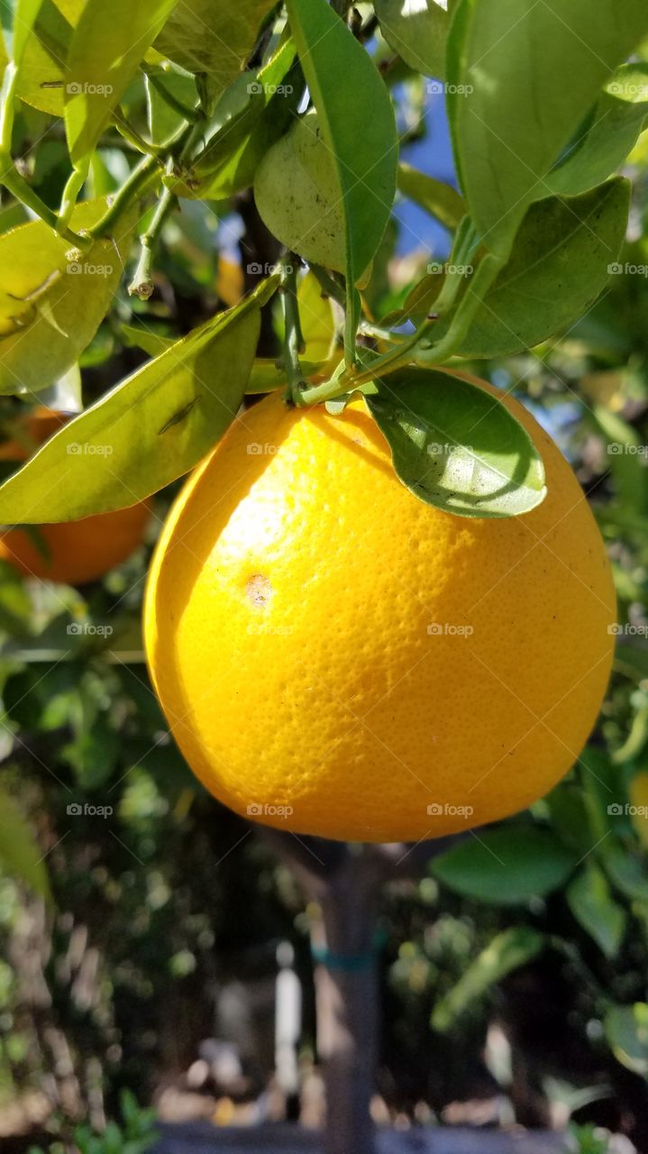 Orange growing on plant