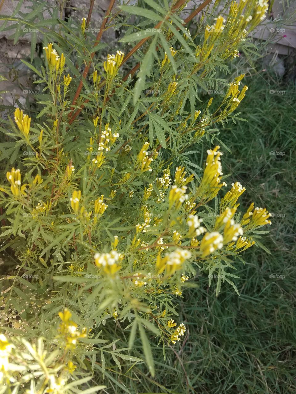 yellow  flowers