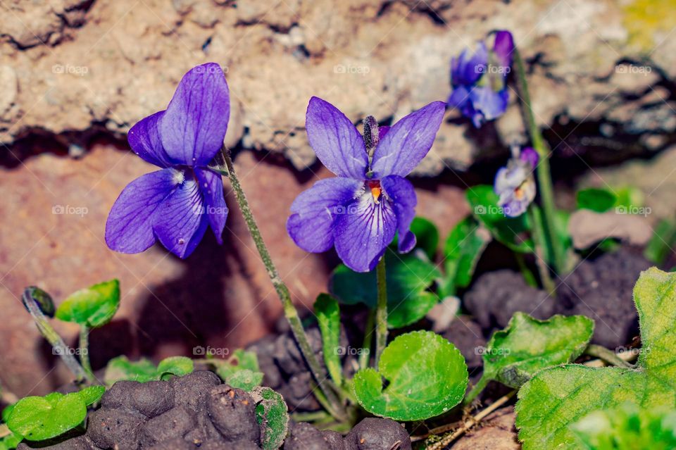 Violets