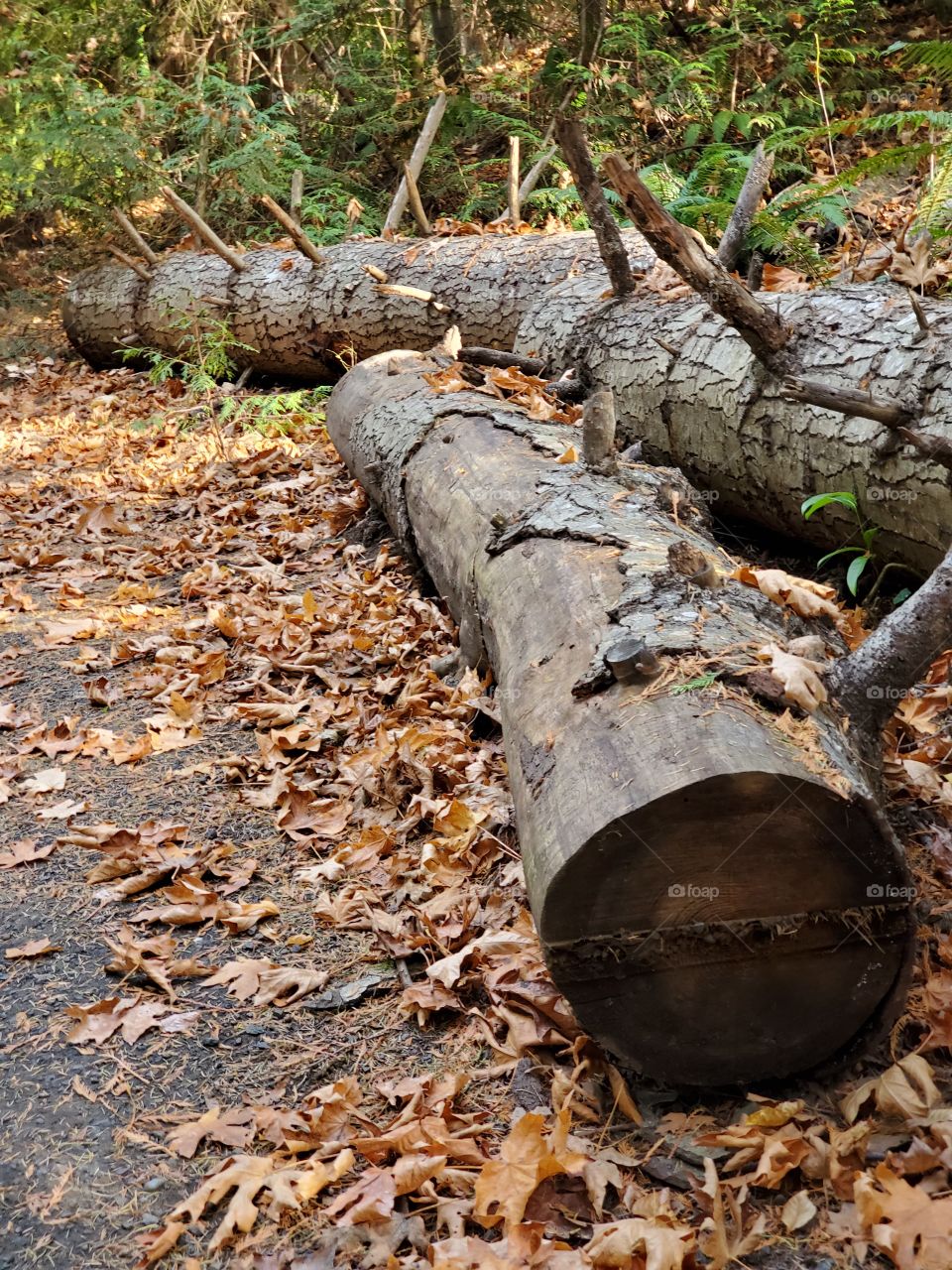 fallen logs and Autumn leaves