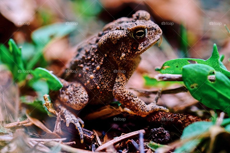 Toad In The Woods, Toad Sitting Among The Grass, Falltime In The Forest, Camouflaged Toad In The Woods, Wooded Area Wildlife 