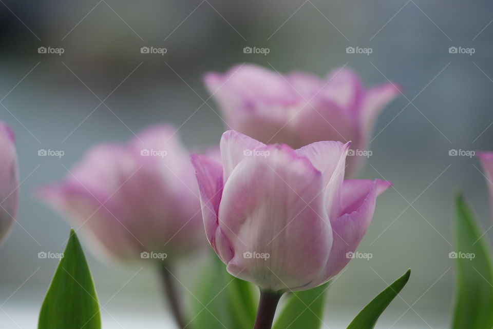 Close-up tulips