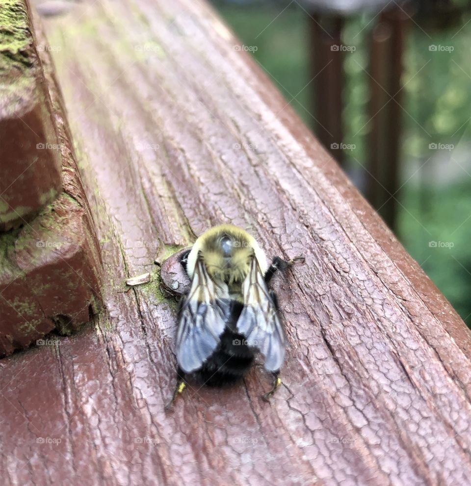Bumblebee and pollen forager 