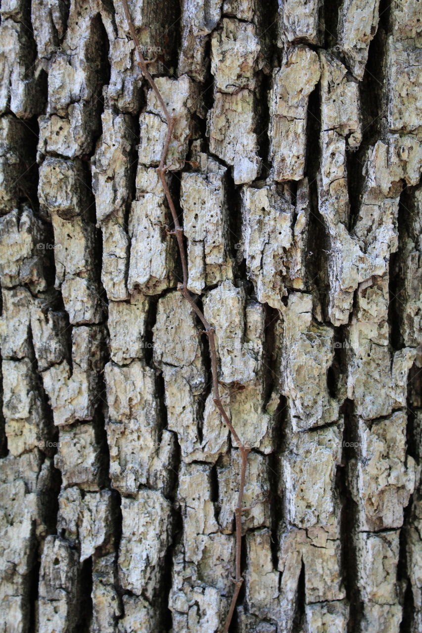 bark