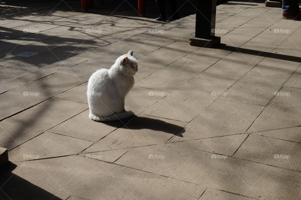 Pavement, Street, Dog, Floor, No Person