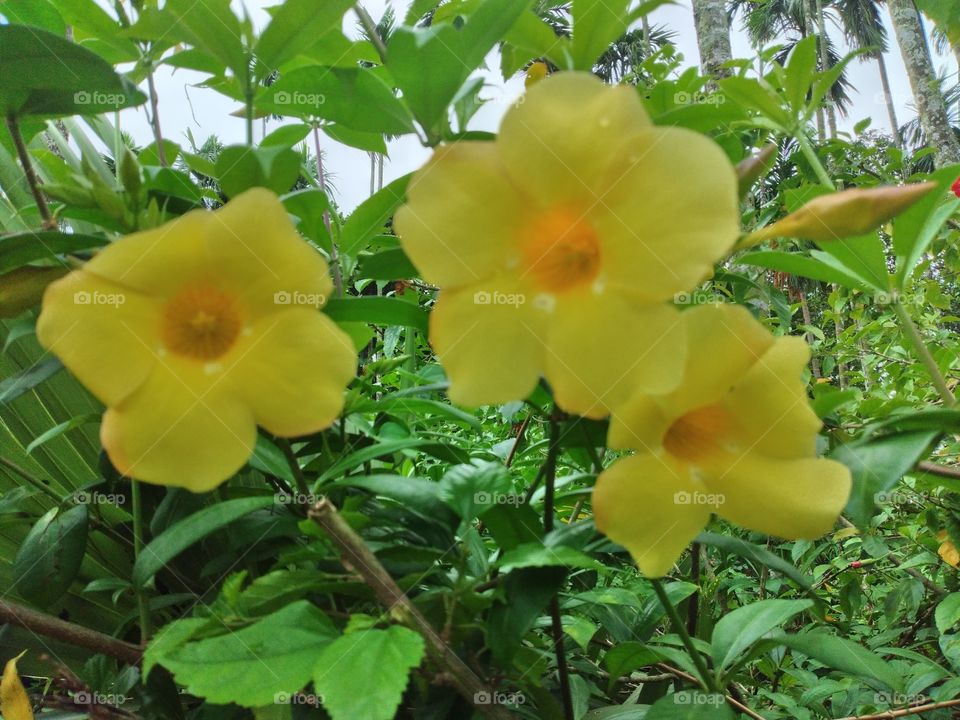 Allamanda  flower , golden trumpt,it is a beautiful  golden  yellow color flowers.