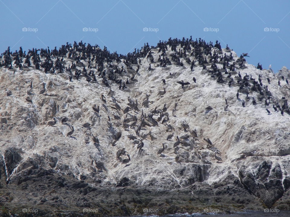 bird rock California