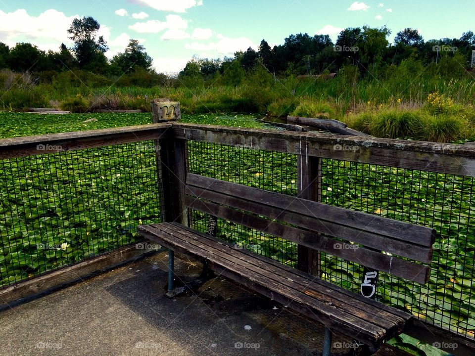 Bench by Lake Washington 