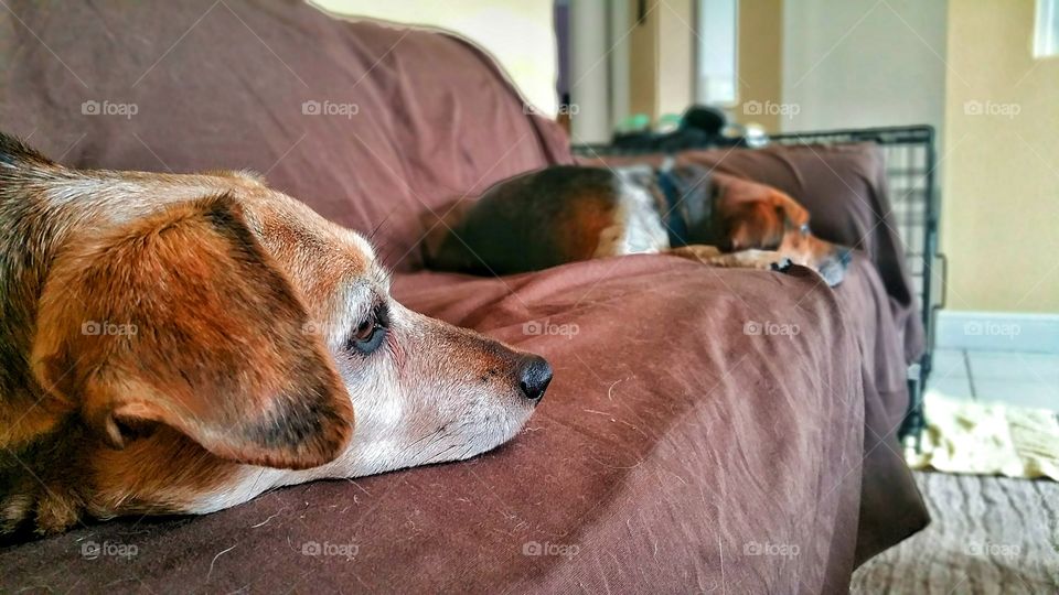 Two dogs and a couch
