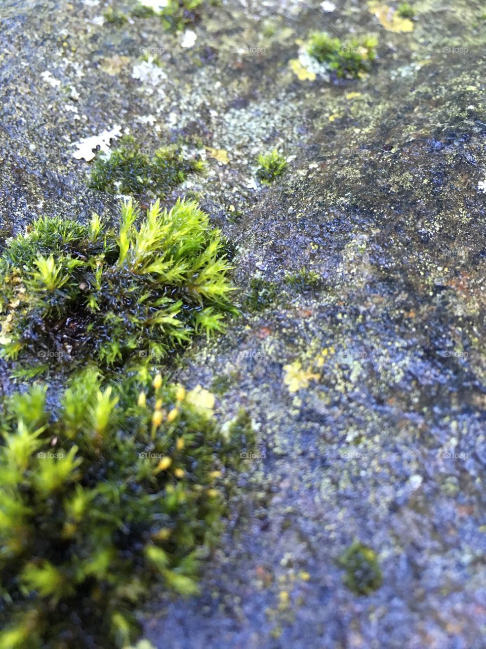 Rock and moss