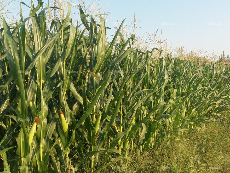 maize field, cornfield