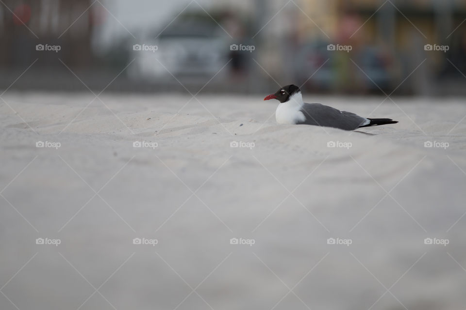 Snow, Winter, Cold, Bird, Ice