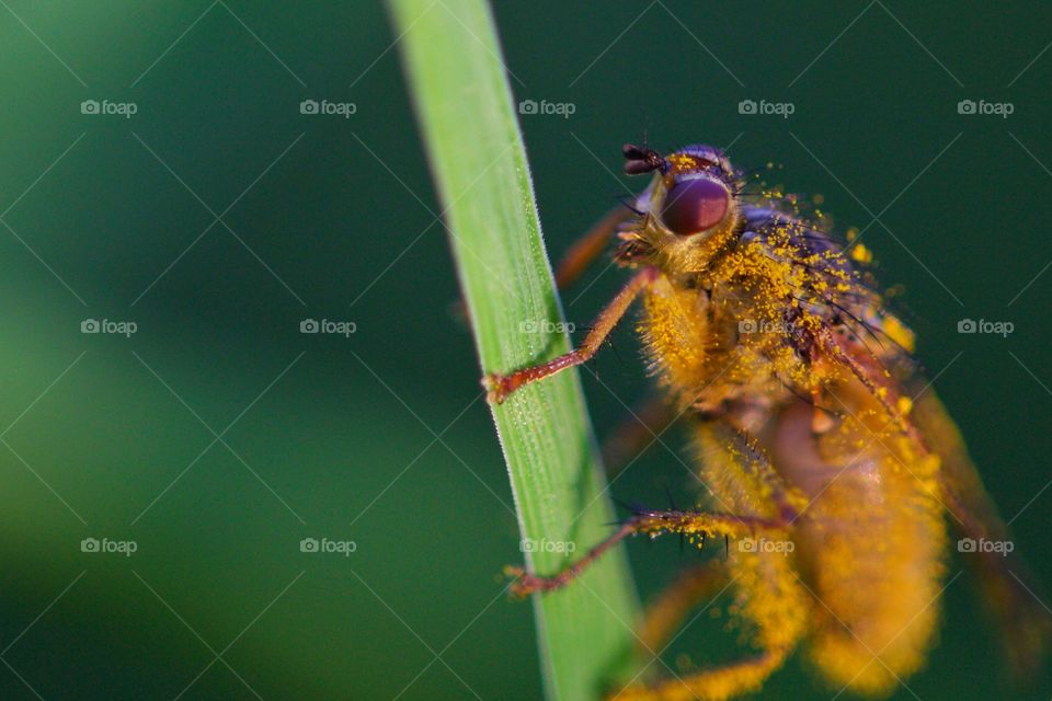 Extreme close-up of bee on twig