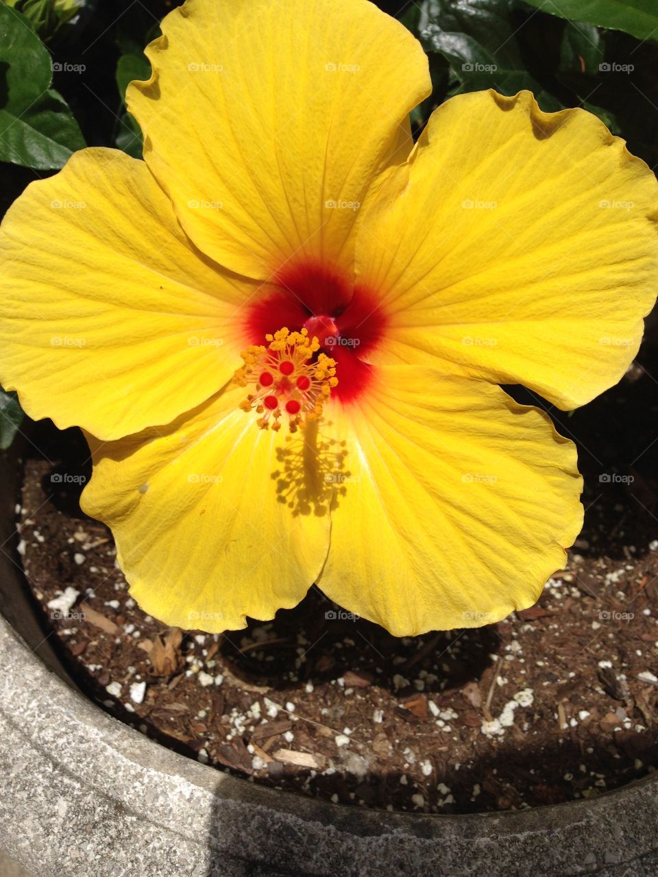 Hibiscus bloom 