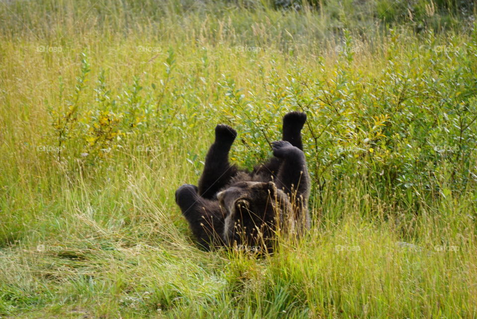 Goofing Grizzly. Alaskan Grizzly rolling around scratching his back