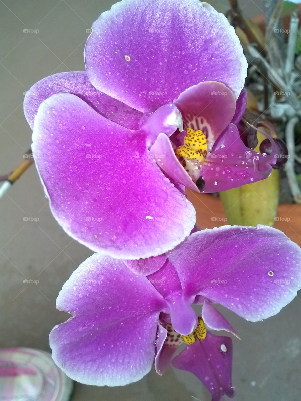 purple orchid