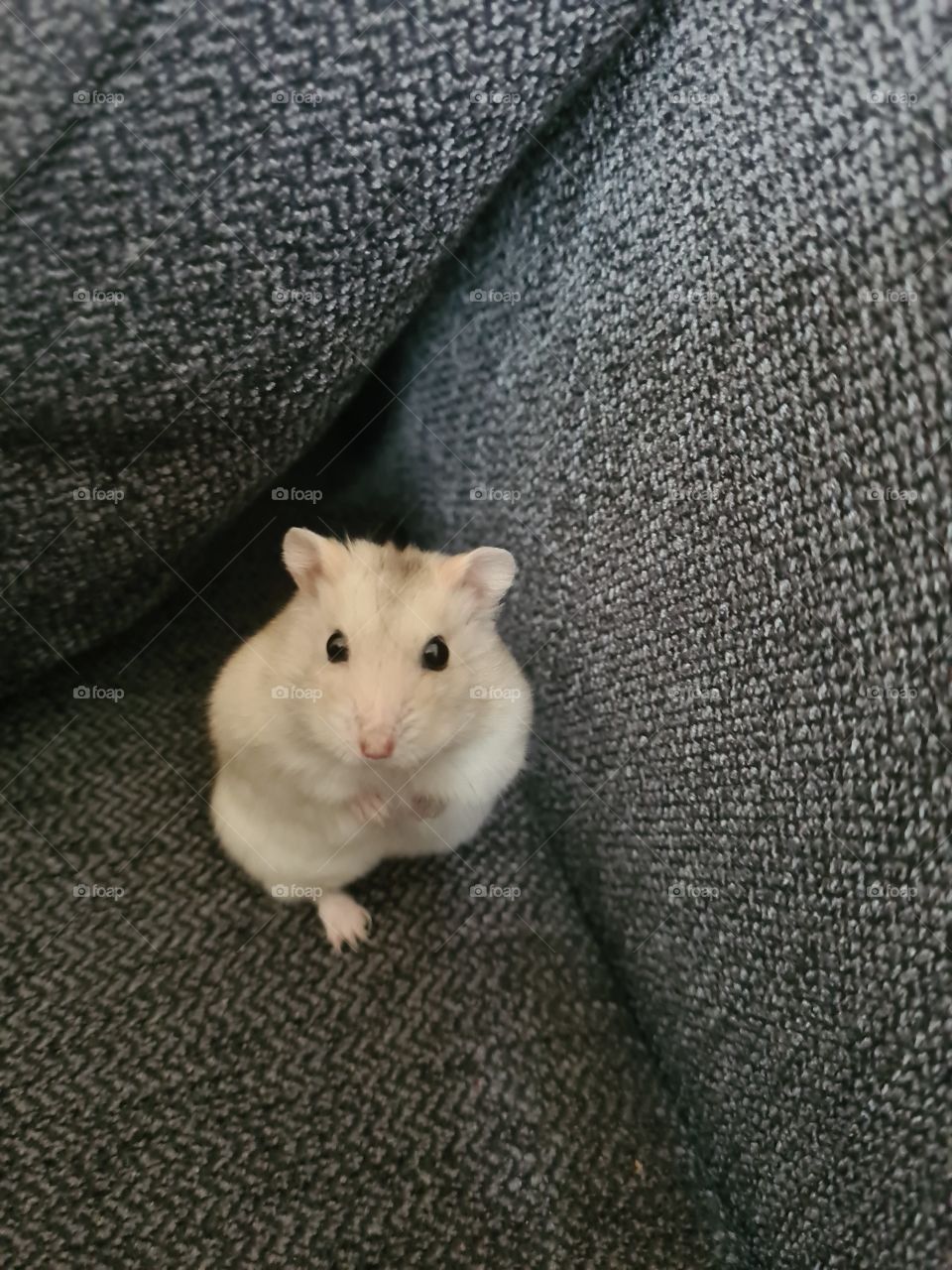 Cute little Hamster