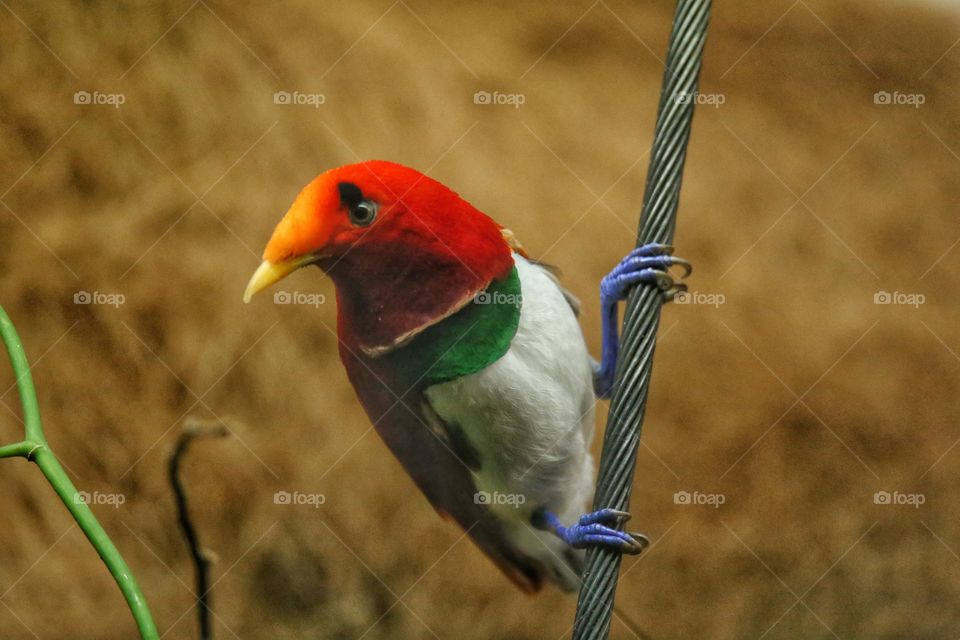 bird multi color