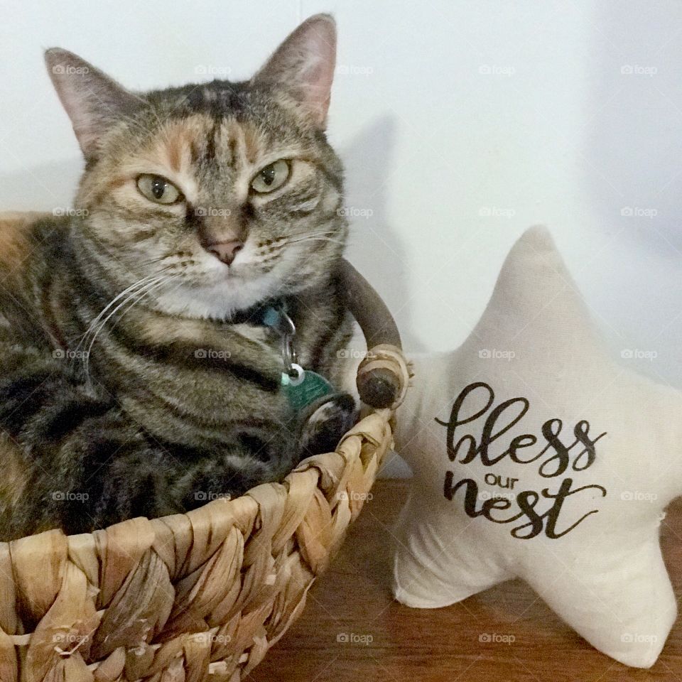 Miss Molly back in her favorite basket getting ready to curl up all cozy and warm!
