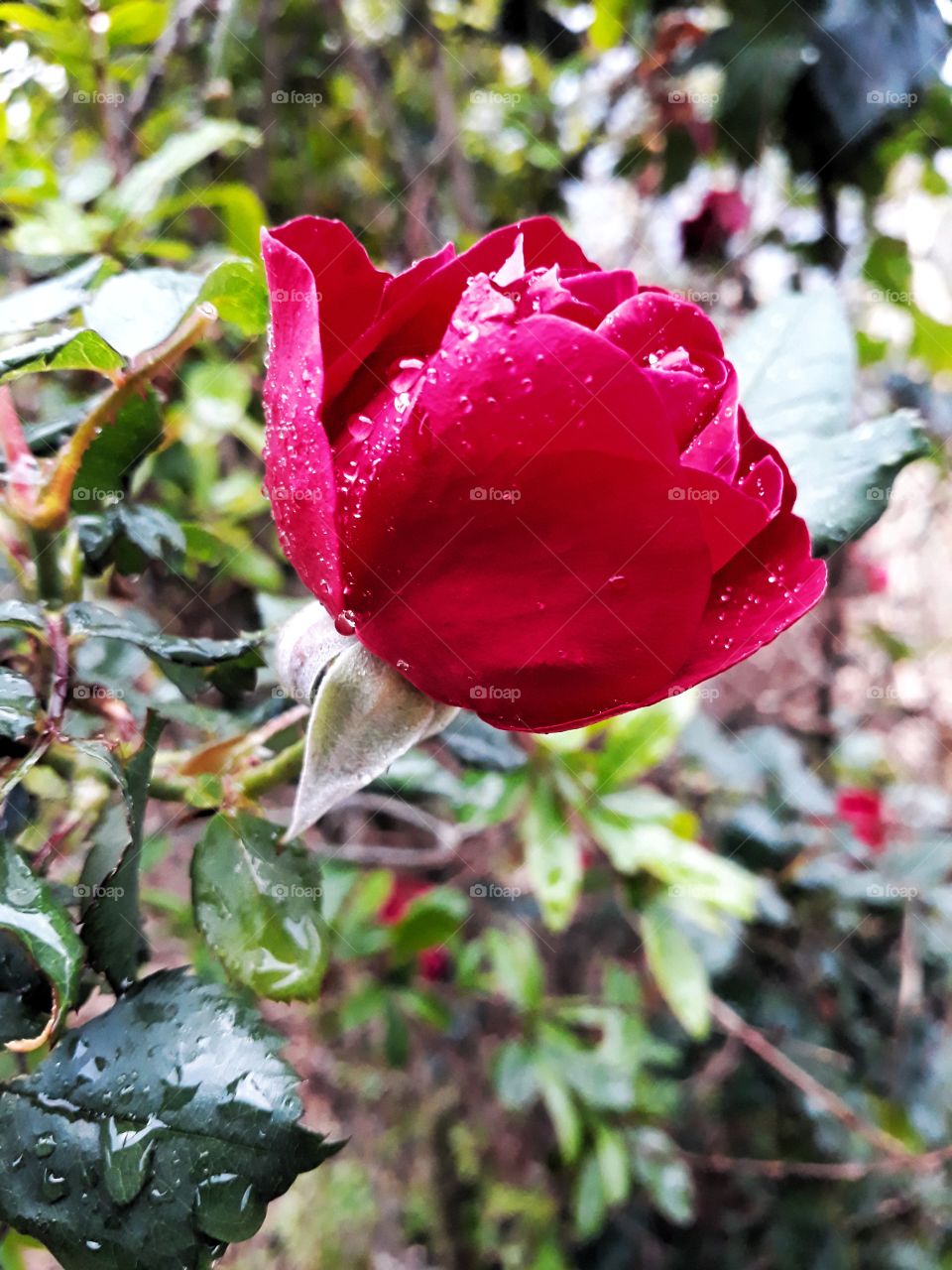 Beauty of Nature,  rain drops on the flower