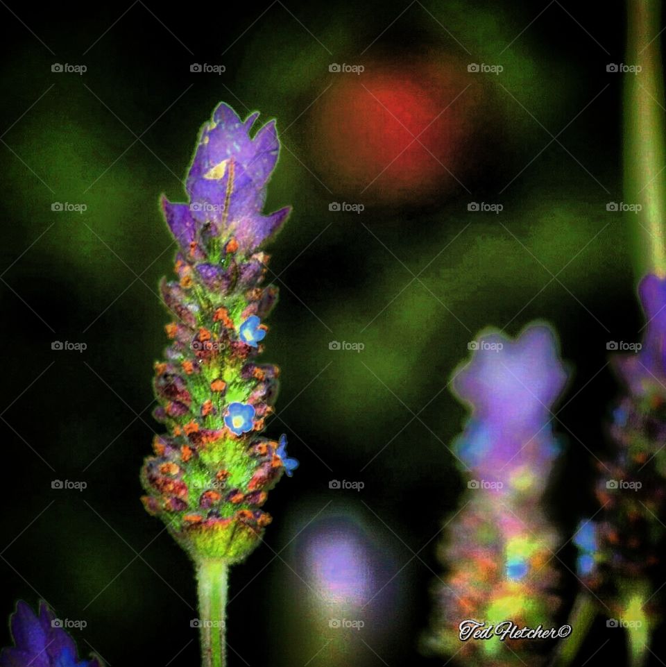 Trying to not be fearful in stepping into new things, places and activities. Even learning new settings on or techniques can be intimidating. I snapped a few #macro shots around our home in @pasorobles I have much to learn in composition and photo editing. #805 #pasorobles #macrophotography #naturephotography #nature #landscapephotography #outdoors #flowers #ksby #springscenes