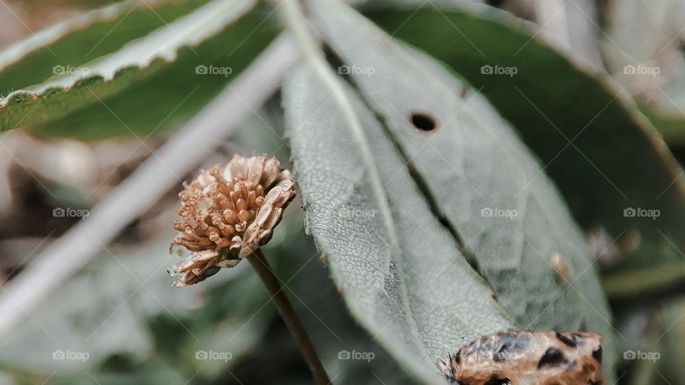 Flower, leaf and pupa