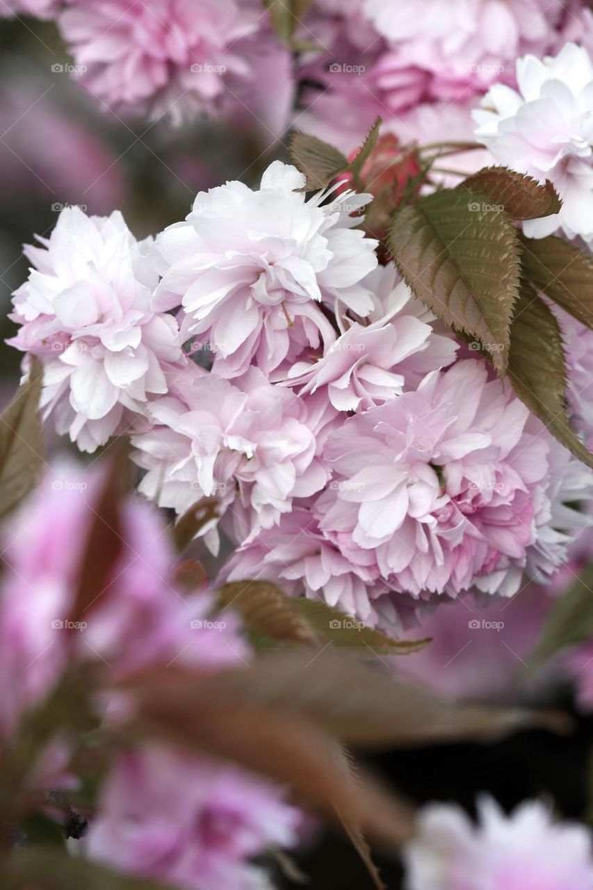 Closeup or macro of flowers 