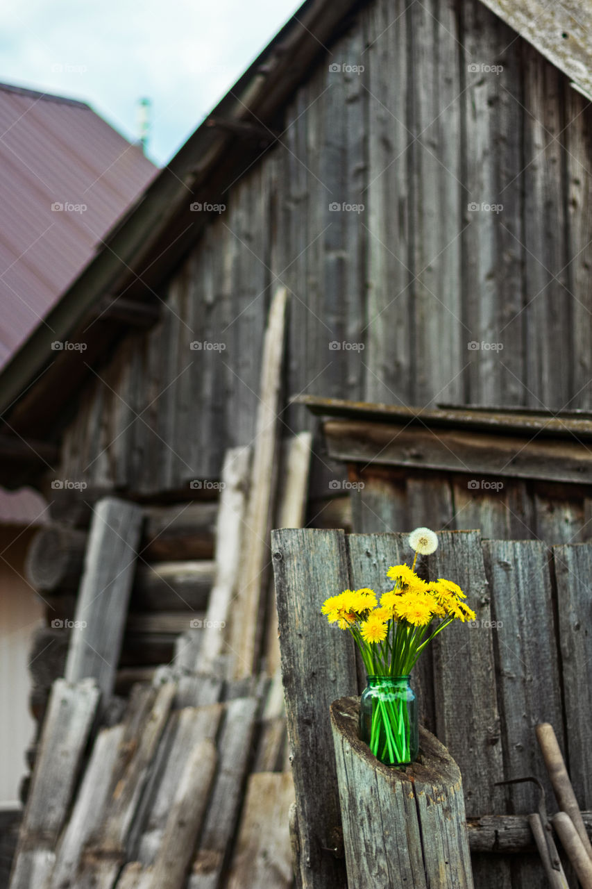 Bouquet of yellow dandelions