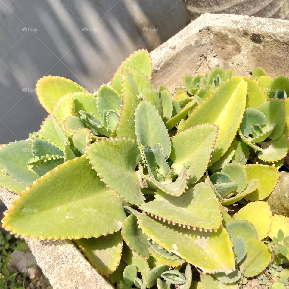 Green plant on the pot