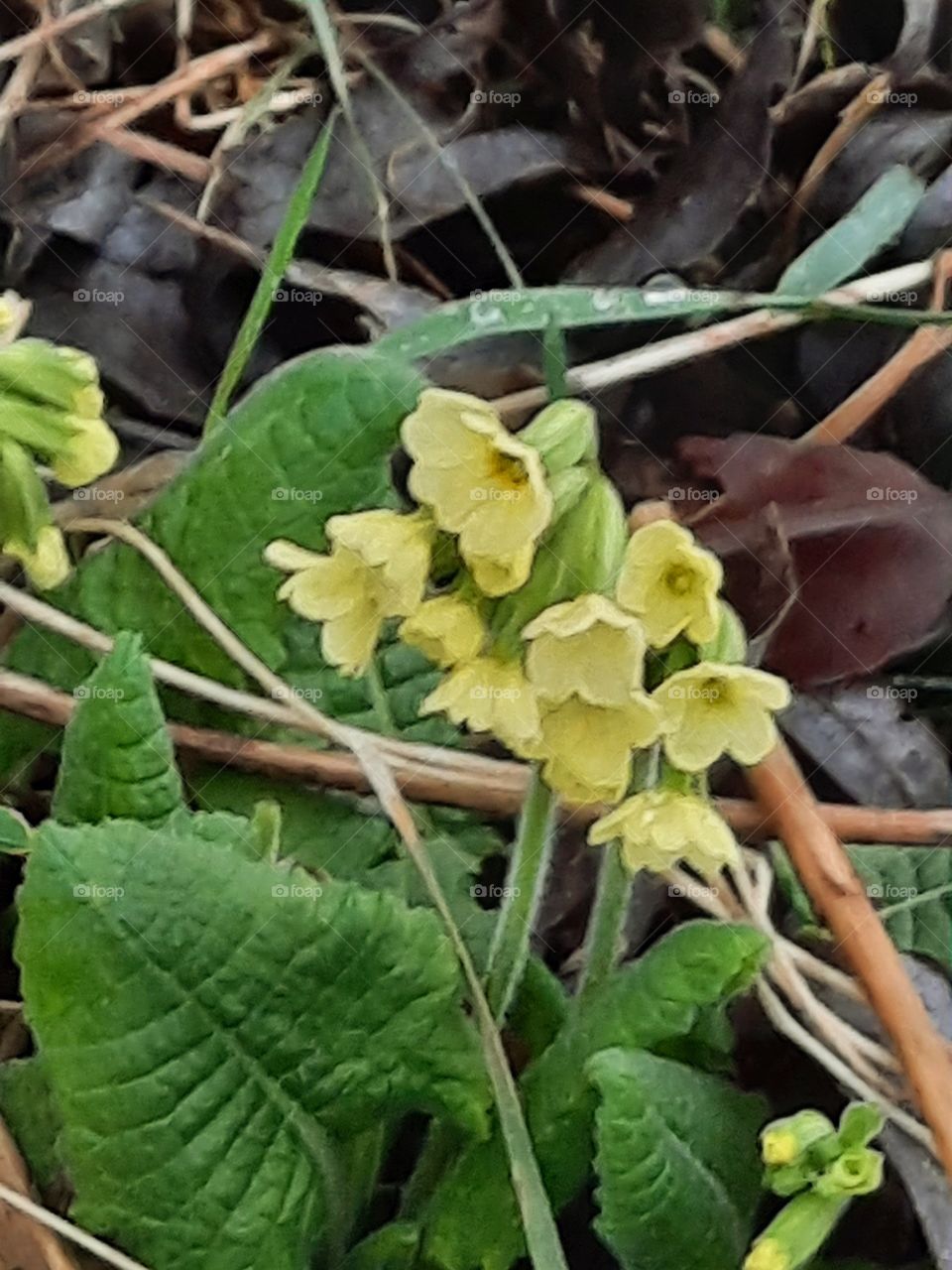 yellow primrose   (Primula oficinalis) in spring