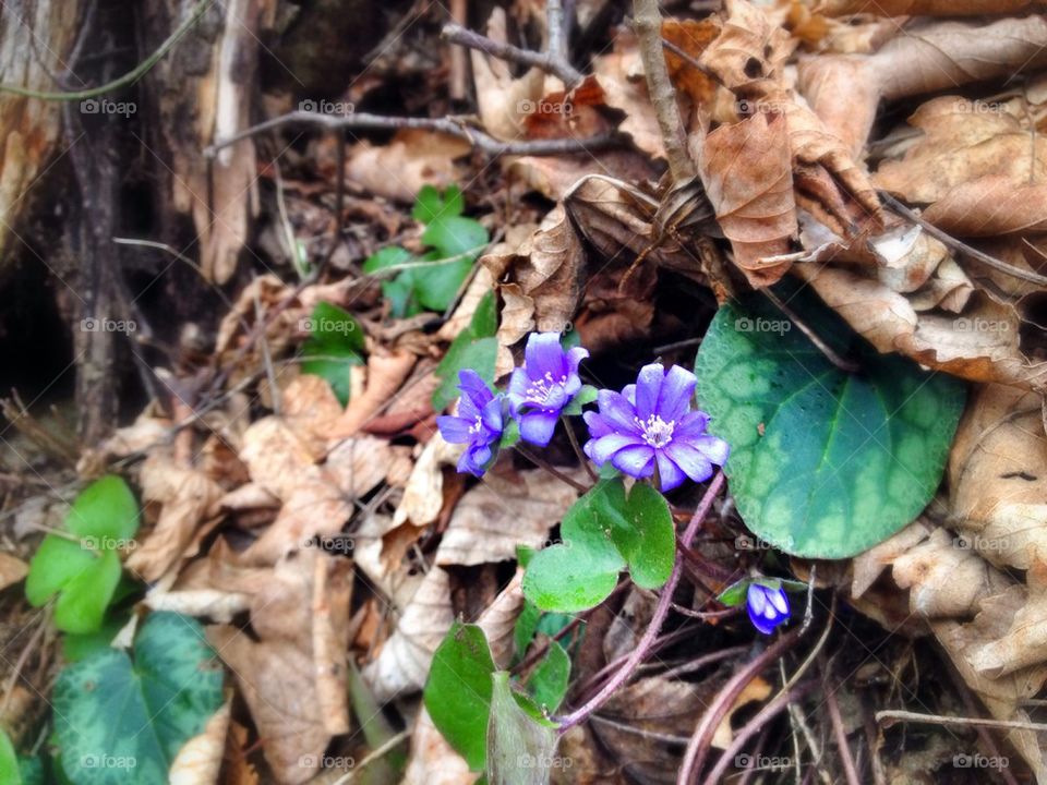 flowers